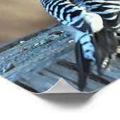 Roter Kardinal Poster (Ecke)