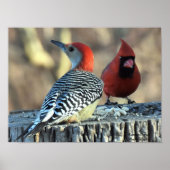 Roter Kardinal Poster (Vorne)