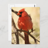 Roter Kardinal Postkarte (Vorne/Hinten)