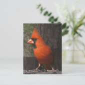 Roter Kardinal Postkarte (Stehend Vorderseite)