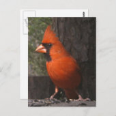 Roter Kardinal Postkarte (Vorne/Hinten)