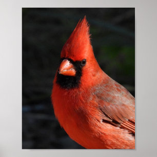 Roter Kardinal Roter Vogel Portrait Naturfotografi Poster