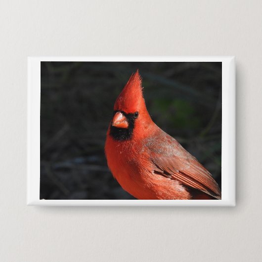 Roter Kardinal Roter Vogel Portrait Pin Button (Vorderseite)
