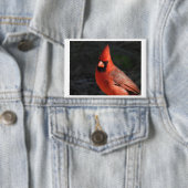 Roter Kardinal Roter Vogel Portrait Pin Button (Insitu)