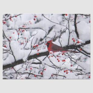 Roter Kardinal Schneebaum Foto Seidenpapier