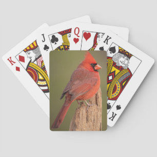 Roter Kardinal Spielkarten