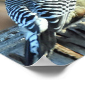 Roter Kardinal und Rotbändelspecht Poster (Ecke)