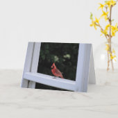 Roter Kardinal, Vermisst Karte (Gelbe Blume)