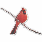 Roter Kardinal-Vogel auf Zweigniederhalter Aufkleber (Vorderseite)