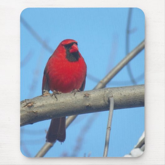 Roter Kardinal/Vogel Mousepad (Vorne)