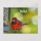 Roter Kardinal von Birdfeeder Hangry Bird Postkarte (Vorderseite)