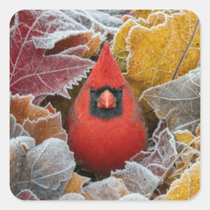 Roter Kardinalvogel in frostigen Herbstblättern Quadratischer Aufkleber