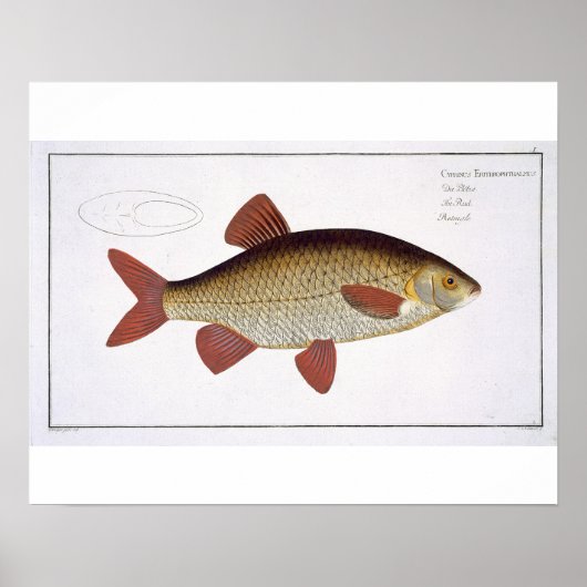 Roter Karpfen (Cyprinus Erithrophthalmus), Platte  Poster (Vorne)