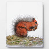 Roter Kiefer Fotoplatte (Vorderseite)