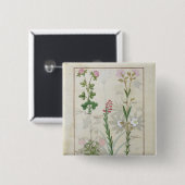 Roter Klee u. Aube Bellidis Onobrychis u. Hyssopus Button (Vorne & Hinten)