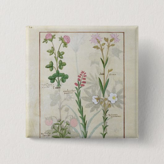 Roter Klee u. Aube Bellidis Onobrychis u. Hyssopus Button (Vorderseite)