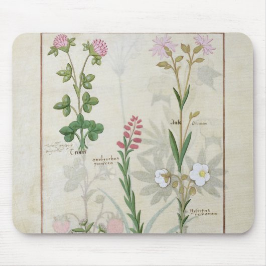 Roter Klee u. Aube Bellidis Onobrychis u. Hyssopus Mousepad (Vorne)