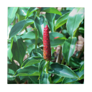Roter Knopf-Ingwer Fliese