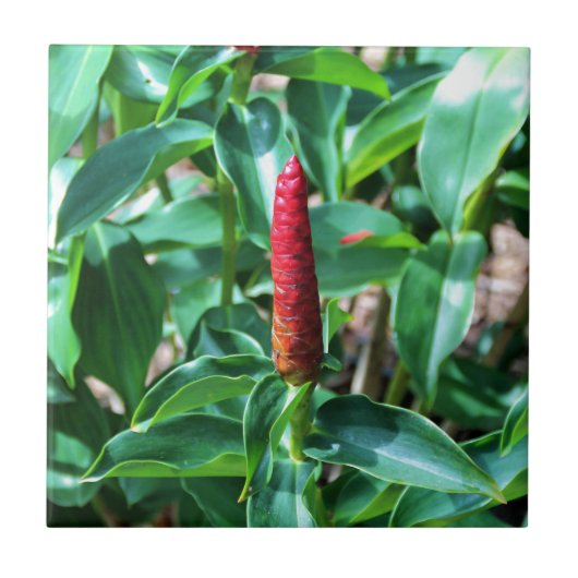 Roter Knopf-Ingwer Fliese (Vorderseite)