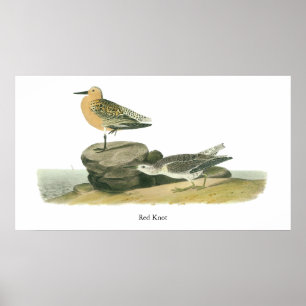 Roter Knoten, John Audubon Poster