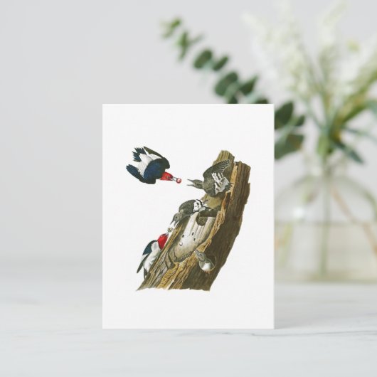 Roter Kopf Woodpecker John Audubon Birds Amerika Postkarte (Stehend Vorderseite)