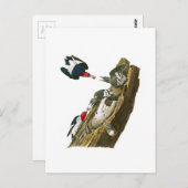 Roter Kopf Woodpecker John Audubon Birds Amerika Postkarte (Vorne/Hinten)