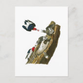 Roter Kopf Woodpecker John Audubon Birds Amerika Postkarte (Vorderseite)