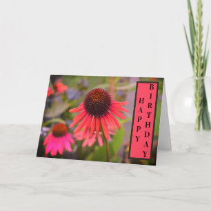 Roter Krebs Blume Echinacea Happy Birthday Karte