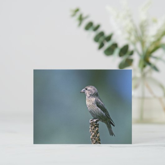 Roter Kreuz Postkarte (Stehend Vorderseite)