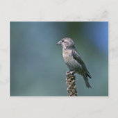 Roter Kreuz Postkarte (Vorderseite)