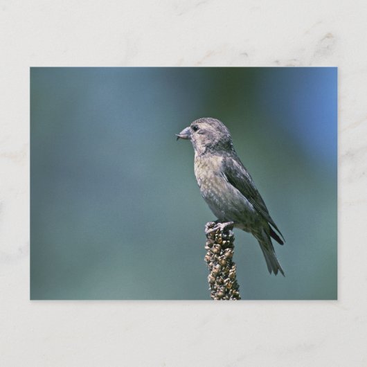 Roter Kreuz Postkarte (Vorderseite)