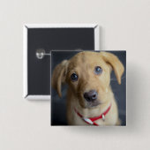 Roter Labrador Welpe Fox Button (Vorne & Hinten)