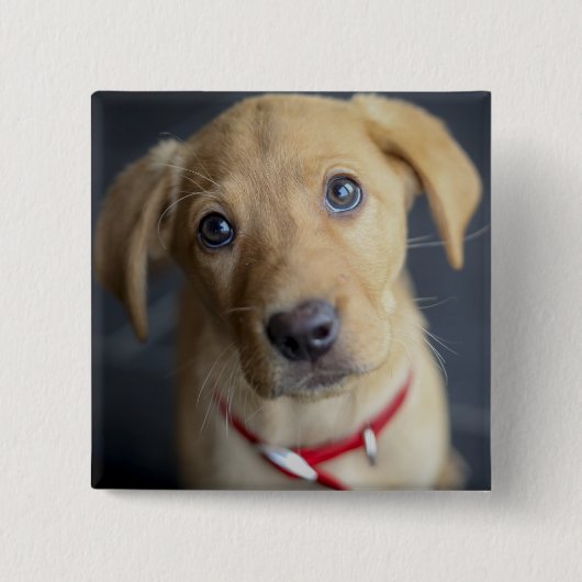 Roter Labrador Welpe Fox Button (Vorderseite)