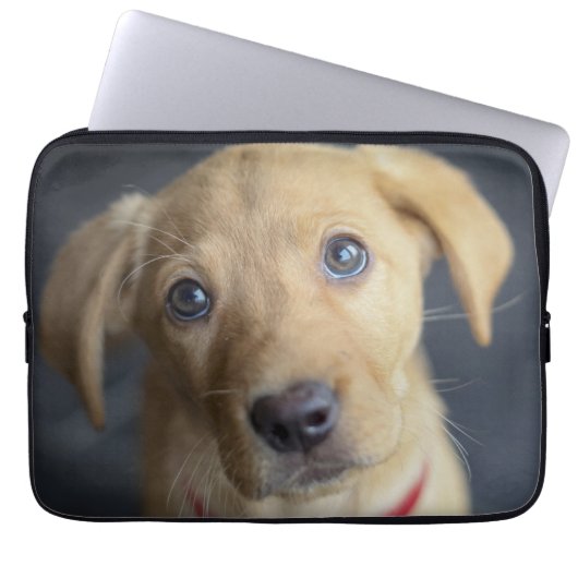 Roter Labrador Welpe Fox Laptopschutzhülle (Vorderseite)