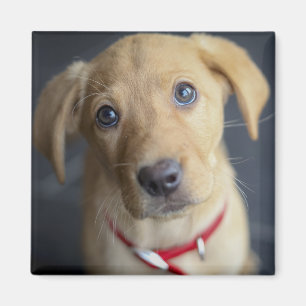 Roter Labrador Welpe Fox Magnet