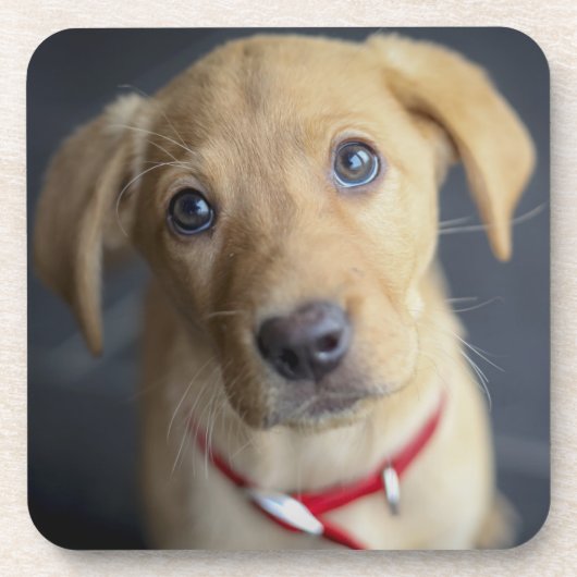 Roter Labrador Welpe Fox Untersetzer (Vorderseite)