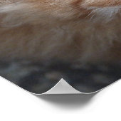 Roter, langhaariger Tabby Poster (Ecke)