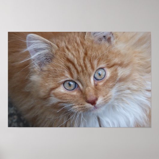 Roter, langhaariger Tabby Poster (Vorne)