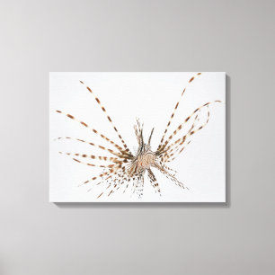 Roter Lionfish (Pterois volitans) Leinwanddruck