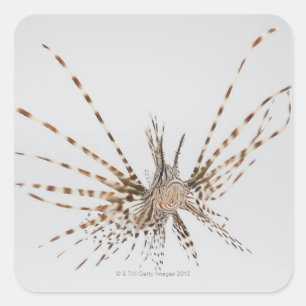 Roter Lionfish (Pterois volitans) Quadratischer Aufkleber