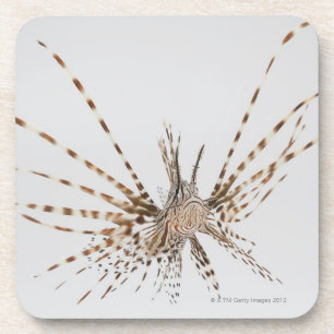 Roter Lionfish (Pterois volitans) Untersetzer