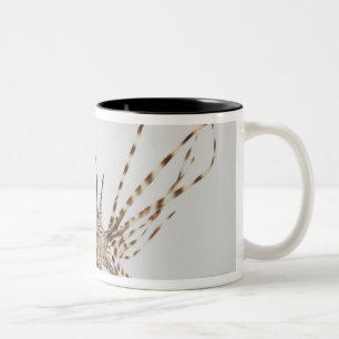 Roter Lionfish (Pterois volitans) Zweifarbige Tasse