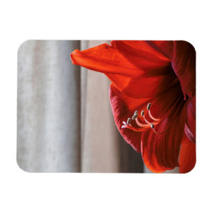 Roter Löwe Amaryllis Blume Foto Magnet
