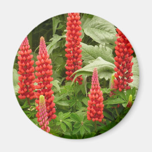 Roter Lupine-Blumen-Magnet Magnet