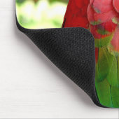 Roter Macaw Mousepad 2 (Ecke)