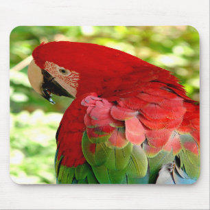 Roter Macaw Mousepad 2