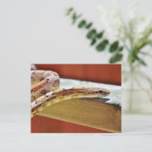 Roter Maisschlange Postkarte (Stehend Vorderseite)