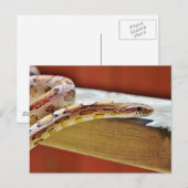 Roter Maisschlange Postkarte (Vorne/Hinten)