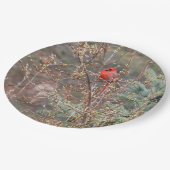 Roter männlicher Kardinal auf der Forsythia Hedge Pappteller (Schrägansicht)