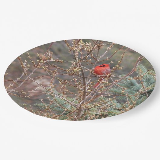 Roter männlicher Kardinal auf der Forsythia Hedge Pappteller (Schrägansicht)